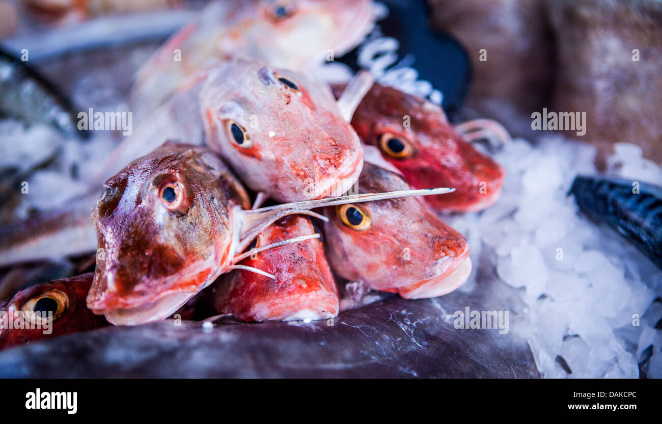 Frische Knurrhahn Fisch auf dem Dorset Sea Food Festival 2013 im Hafen von Weymouth Stockfoto