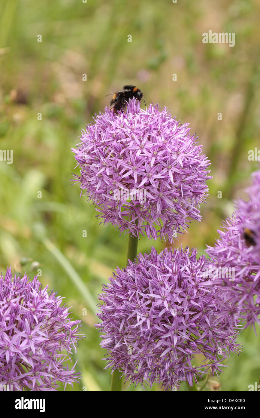 Bumblebee Nektar füttern Stockfoto
