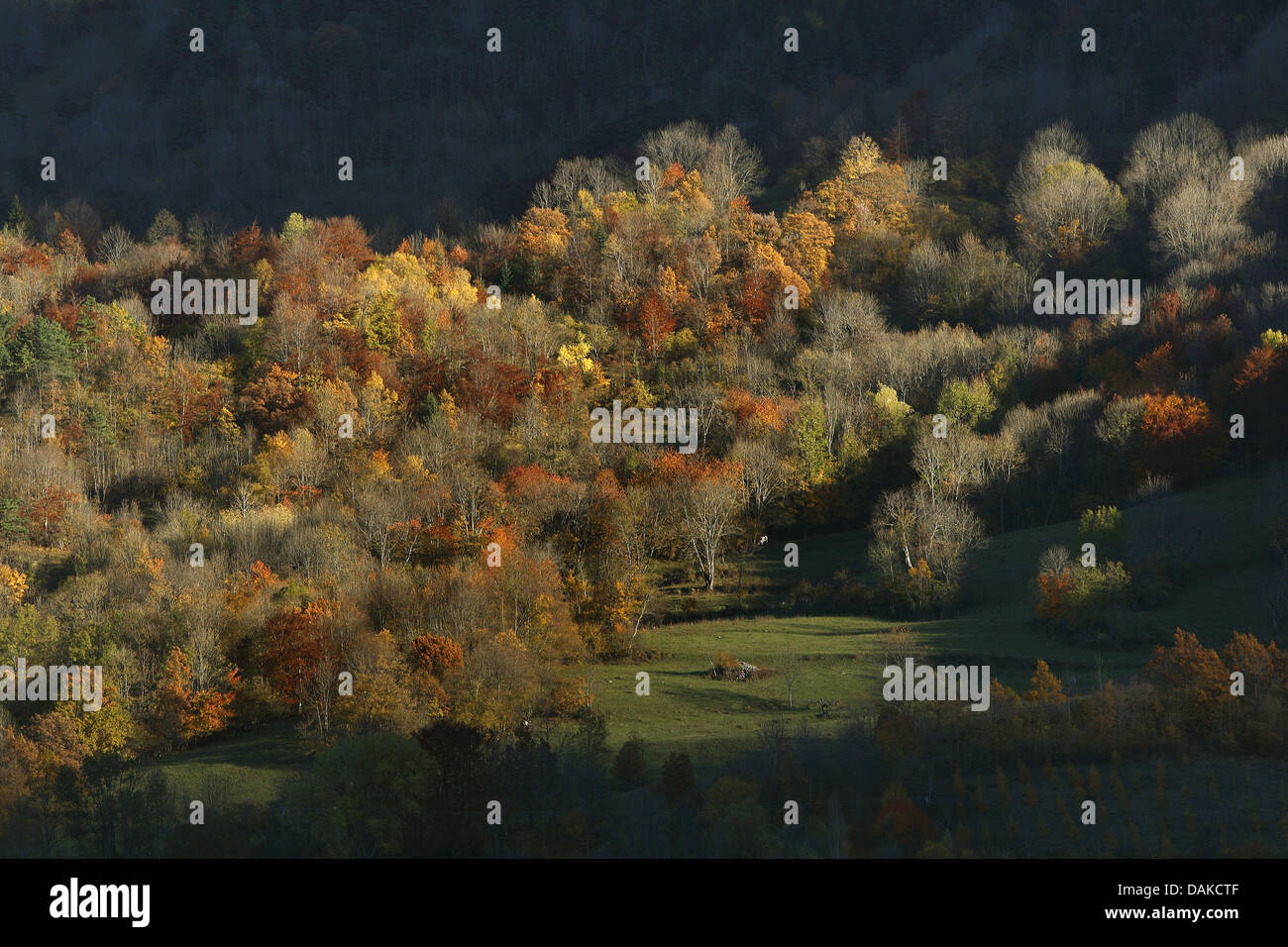 Mischwald am Aiguilles d'Arves im Herbst, Frankreich Stockfoto