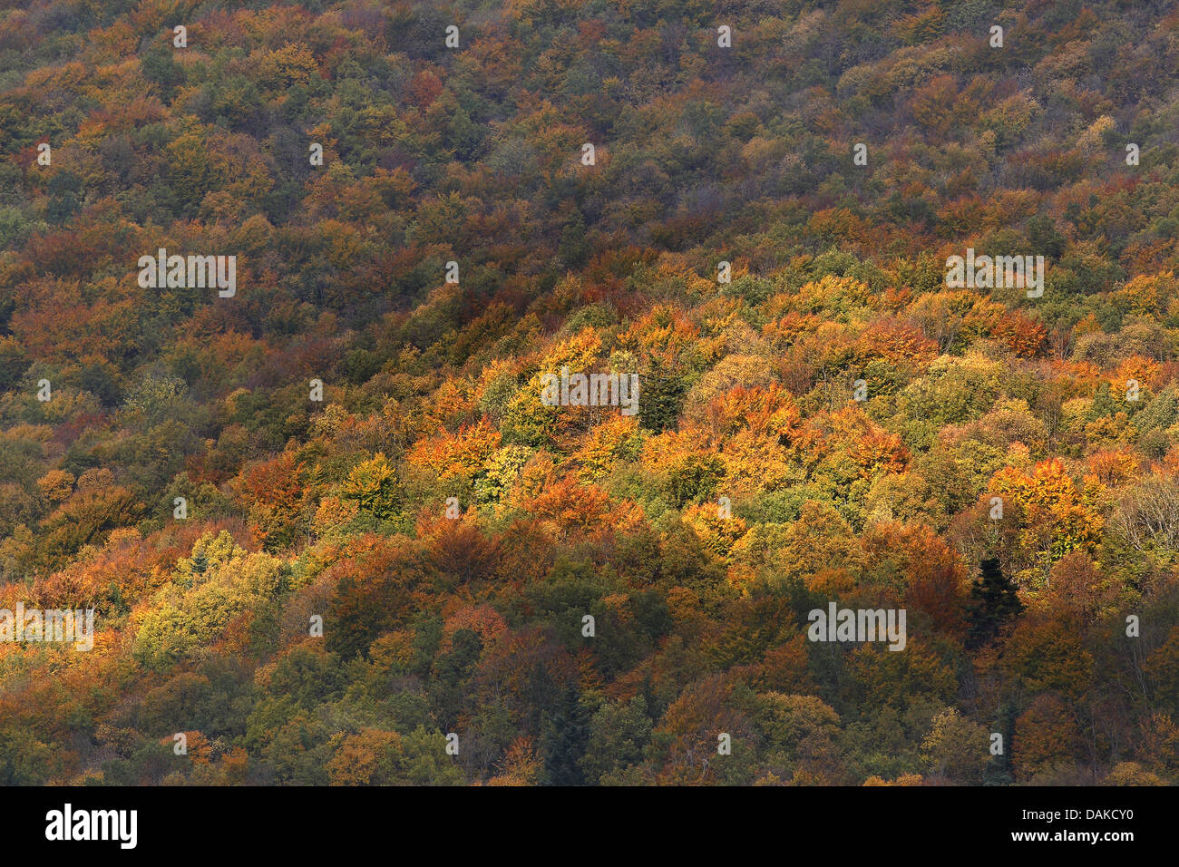 Mischwald im Herbst, Frankreich, Aiguilles d'Arves Stockfoto