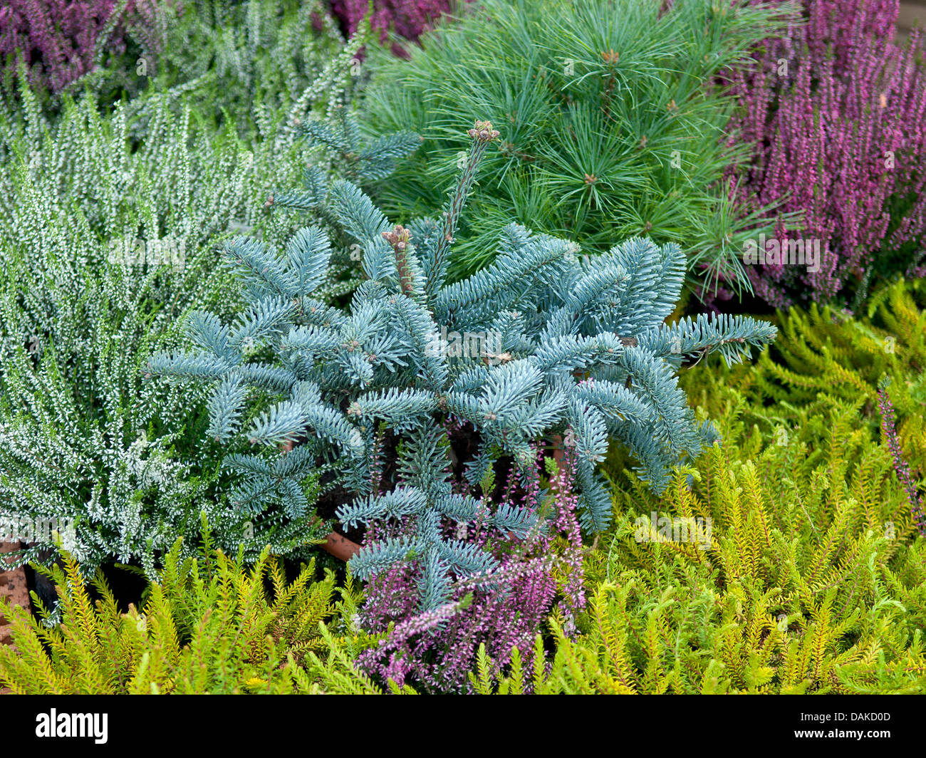 Edle Tanne, rote Tanne, Weißtanne (Abies Procera 'Glauca', Abies Procera Glauca), Sorte Glauca zusammen Mit Calluna Vulgaris, Empetrum Nigrum Bernstein Und Pinus Strobus Radiata Stockfoto Edle Tanne, rote Tanne, Weißtanne (Abies Procera 'Glauca', Abies Procera Glauca), Sorte Glauca zusammen Mit Calluna Vulgaris, Empetrum Nigrum Bernstein Und Pinus Strobus Radiata Stockfoto