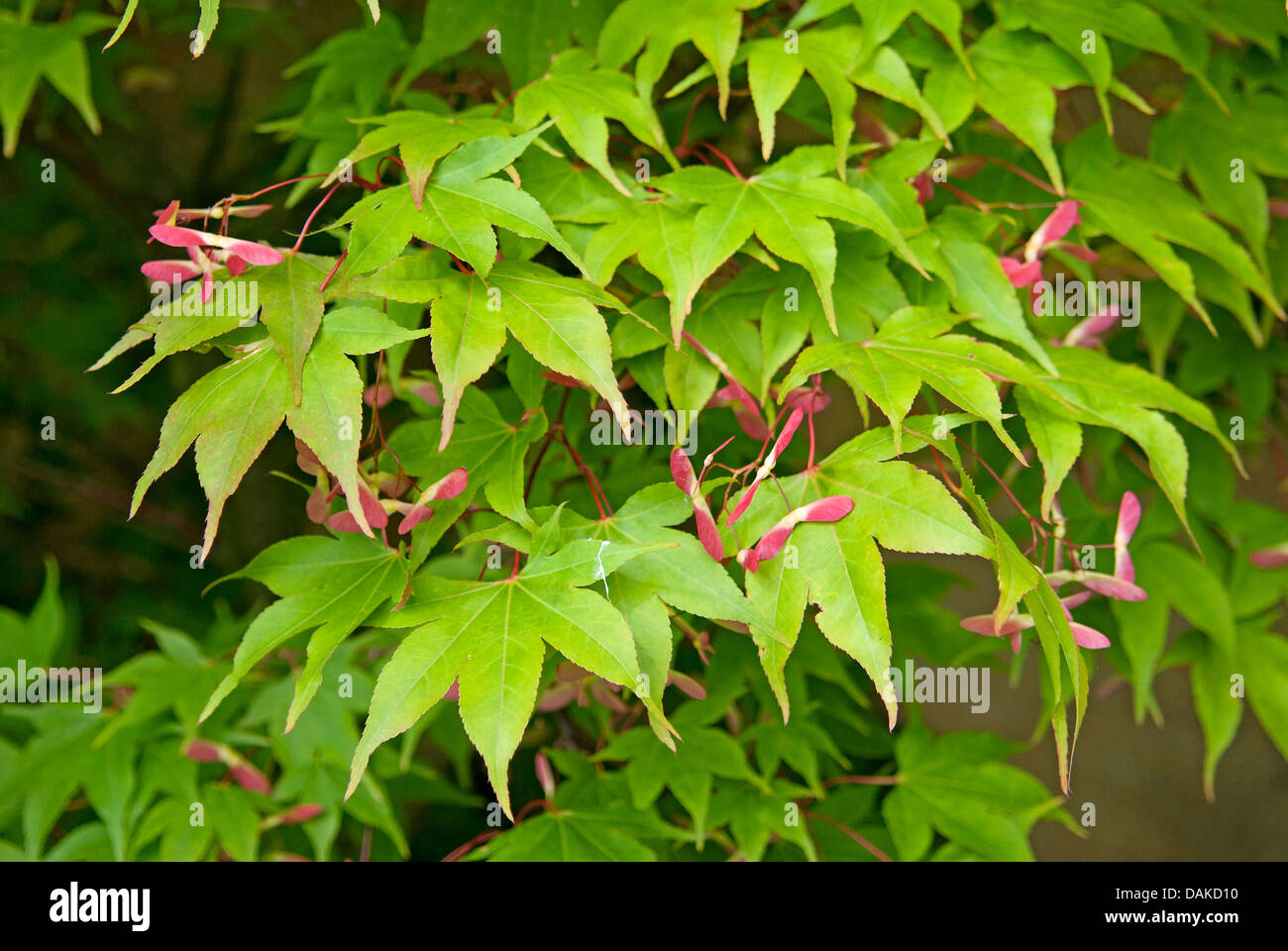 Japanischer Ahorn (Acer Palmatum 'Osakazuki', Acer Palmatum Osakazuki), Sorte Osakazuki Stockfoto