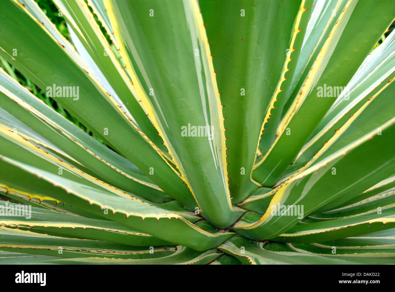 Lechugilla Maguey (Agave Angustifolia 'Marginata', Agave Angustifolia