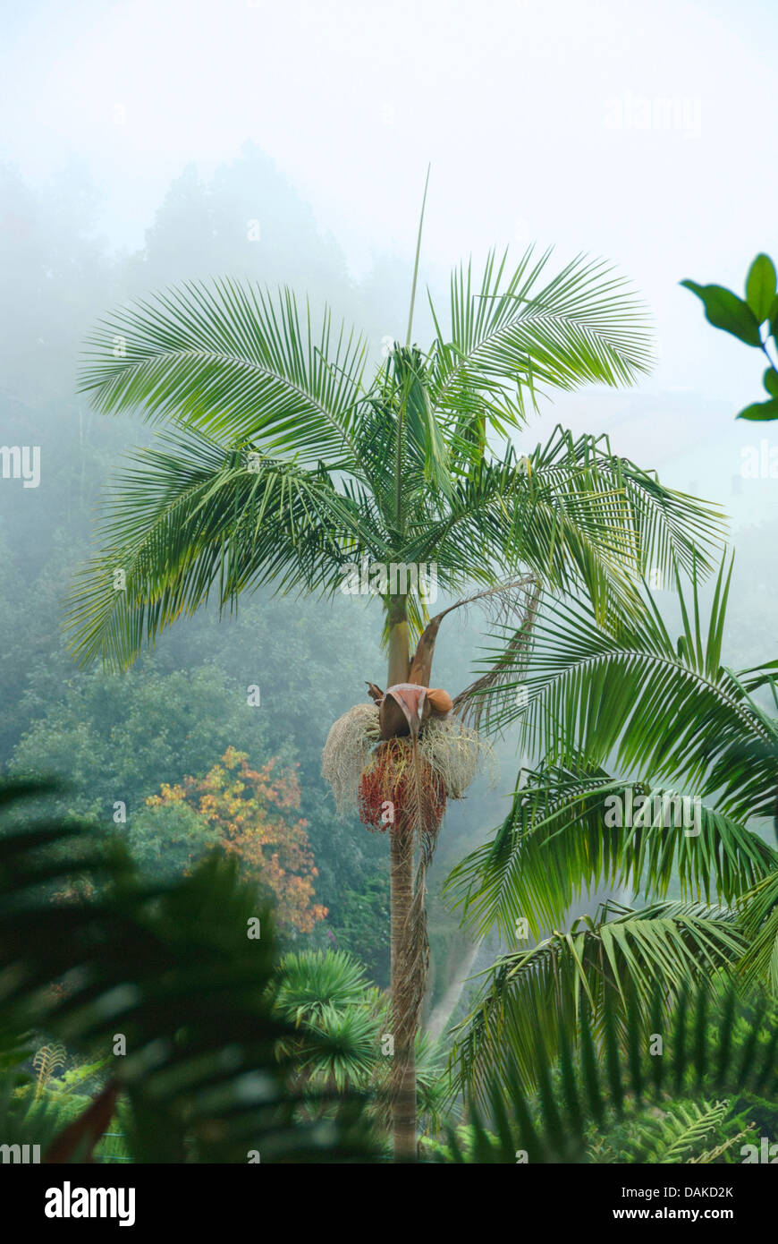 Bangalow Palm, King Palm, Illawara Palm (Archontophoenix Cunninghamiana), im Nebel Stockfoto