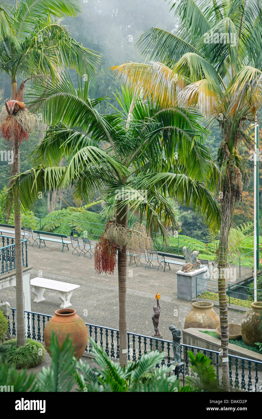 Bangalow Palm, King Palm, Illawara Palm (Archontophoenix Cunninghamiana), als ein Baum Stockfoto