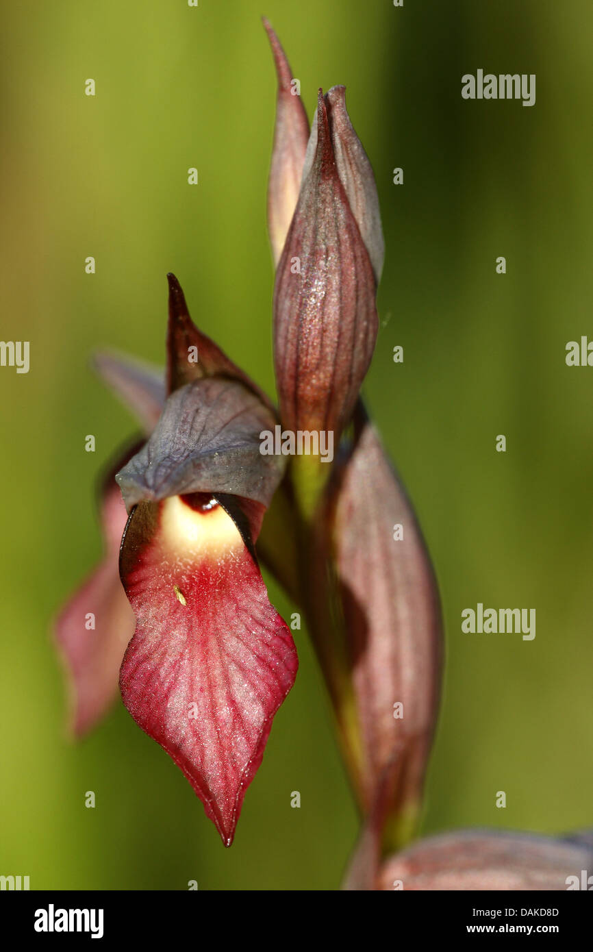 Zunge Orchidee (Serapias Lingua), Blume Stockfoto