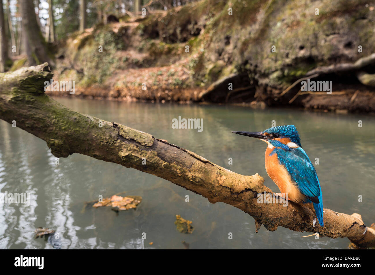 Fluss-Eisvogel (Alcedo Atthis), männliche auf Blick, auf den Verlauf eines Baches, Germany, North Rhine-Westphalia, Senne Stockfoto