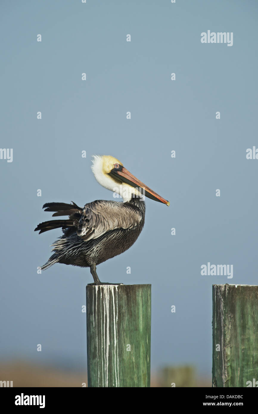 Braune Pelikan auf eine Anhäufung Stockfoto