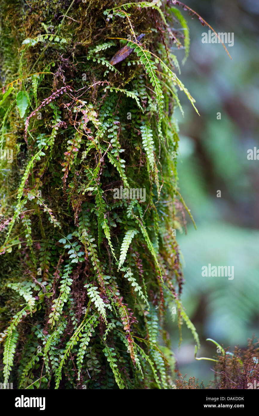 Kleine Farne wachsen auf einem Baumstamm in montanen Regenwald, Papua-Neu-Guinea Stockfoto