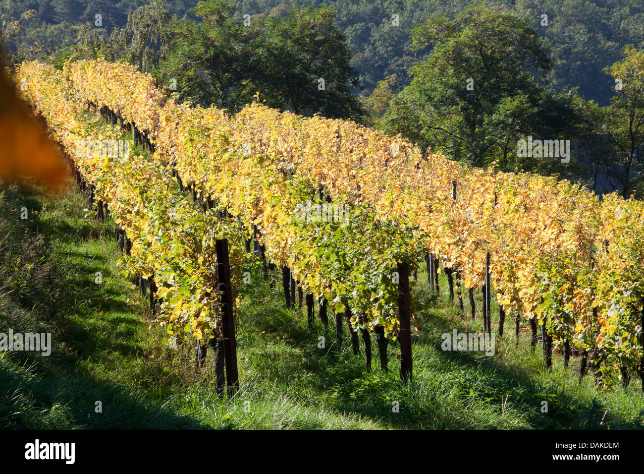 Rebe, Weinrebe (Vitis Vinifera), Weinberg im Herbst, Deutschland, Rheinland-Pfalz, Pfalz Stockfoto