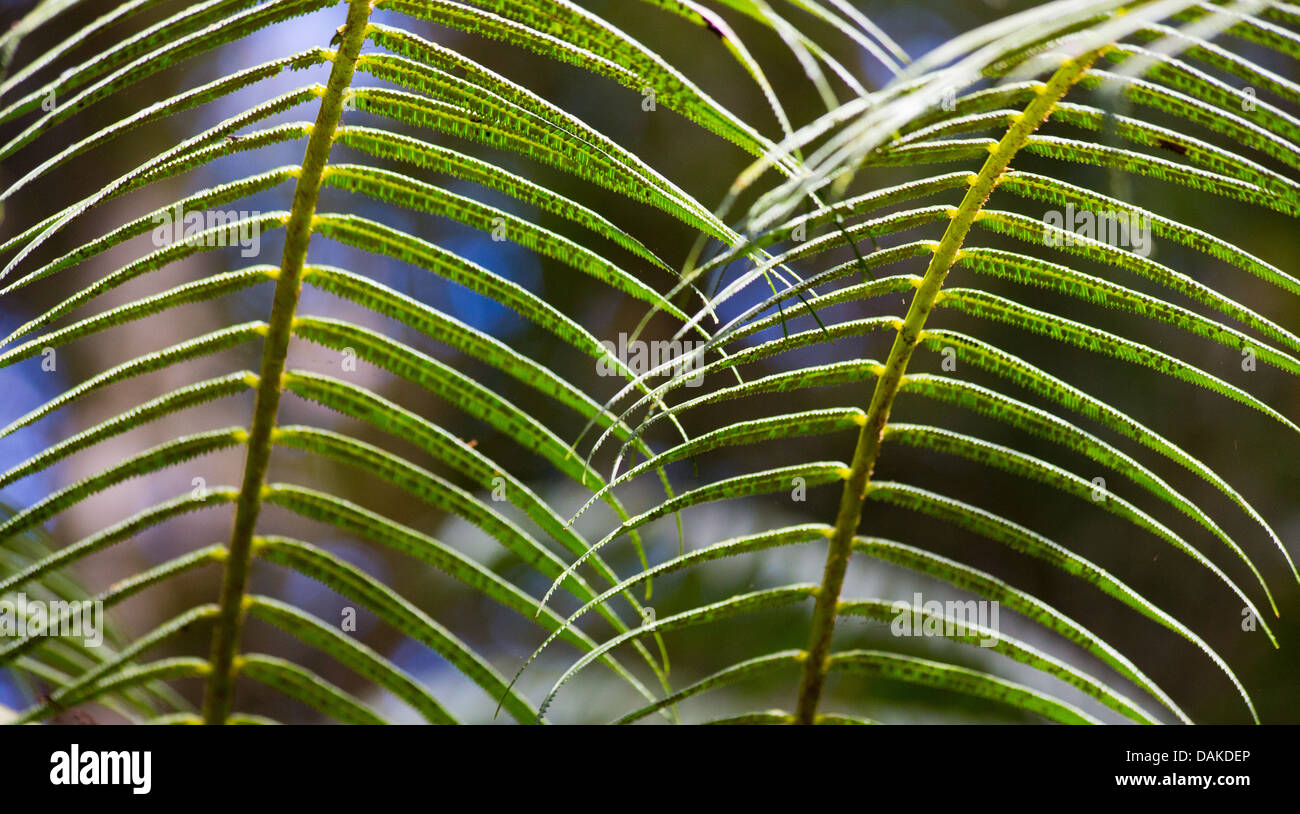 Detail des Blattes auf ein Farn im Nebelwald im Hochland von Papua-Neu-Guinea. Stockfoto