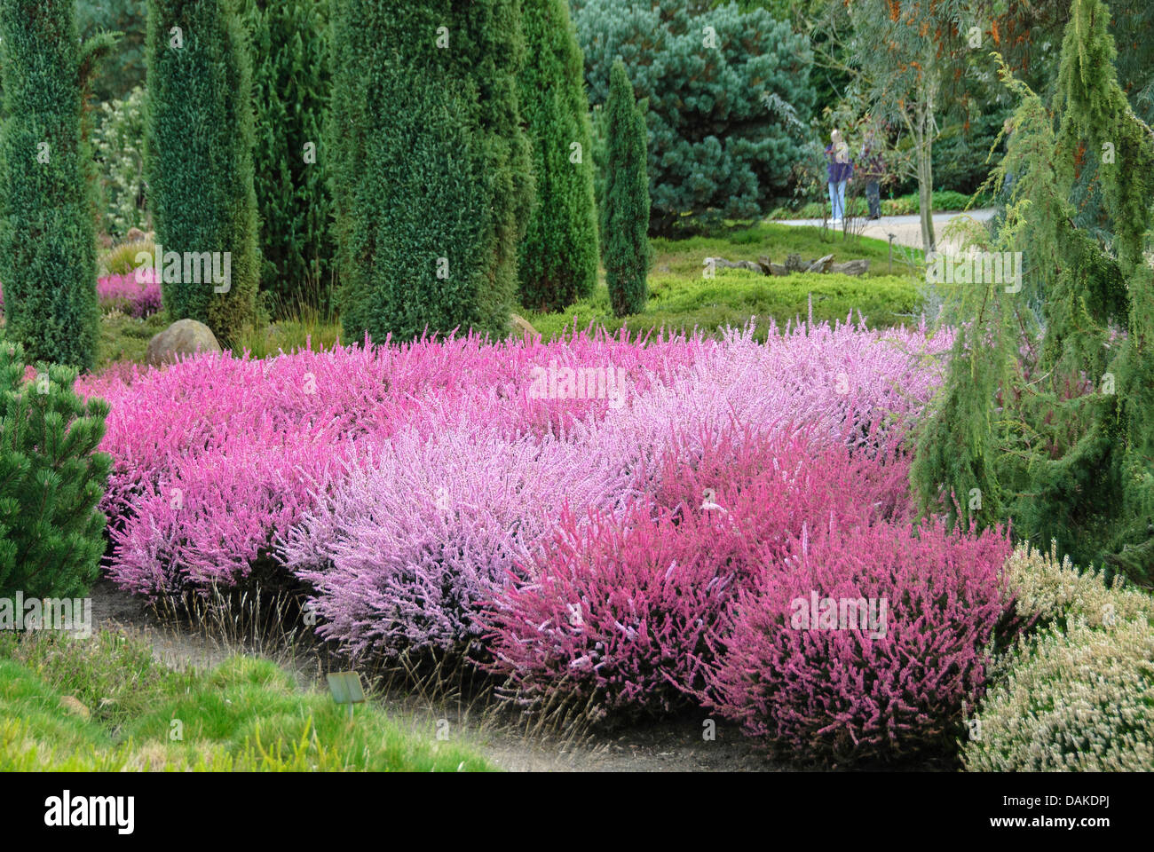 Gemeinsamen Heather, Ling, Heidekraut (Calluna Vulgaris) blüht mit Wacholder, Juniperus Communis Suecica Stockfoto