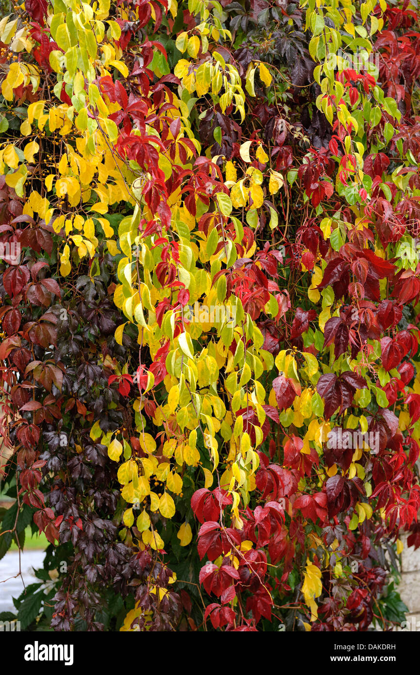 Orientalische bittersüß, asiatischen bittersüß (Celastrus Orbiculatus), mit Parthenocissus Quinquefolia var. engelmannii Stockfoto