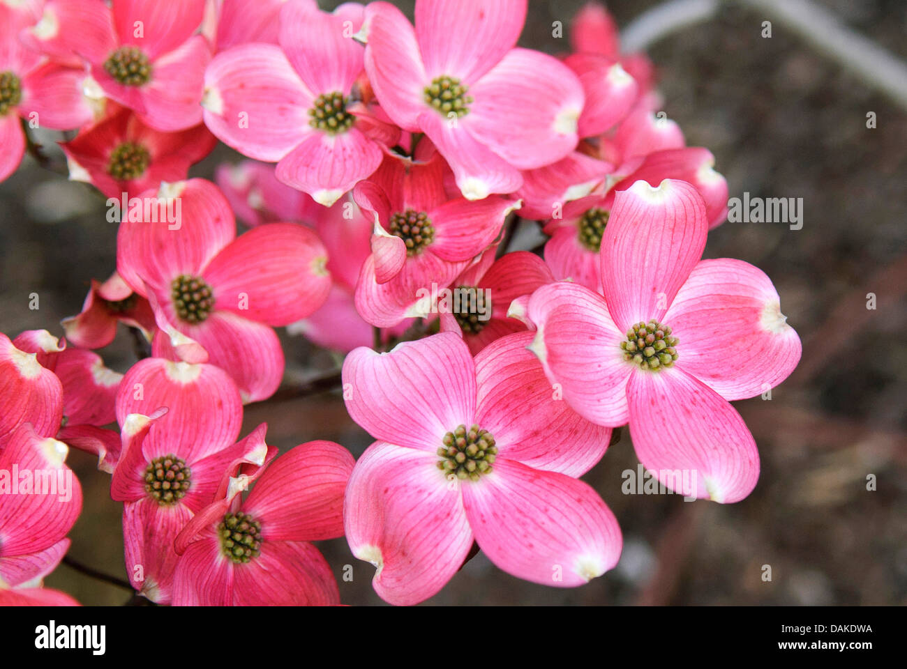 blühende Hartriegel, amerikanische Buchsbaum (Cornus Florida 'Rubra', Cornus Florida Rubra, F. Cornus Florida Rubra), Sorte Rubra Stockfoto