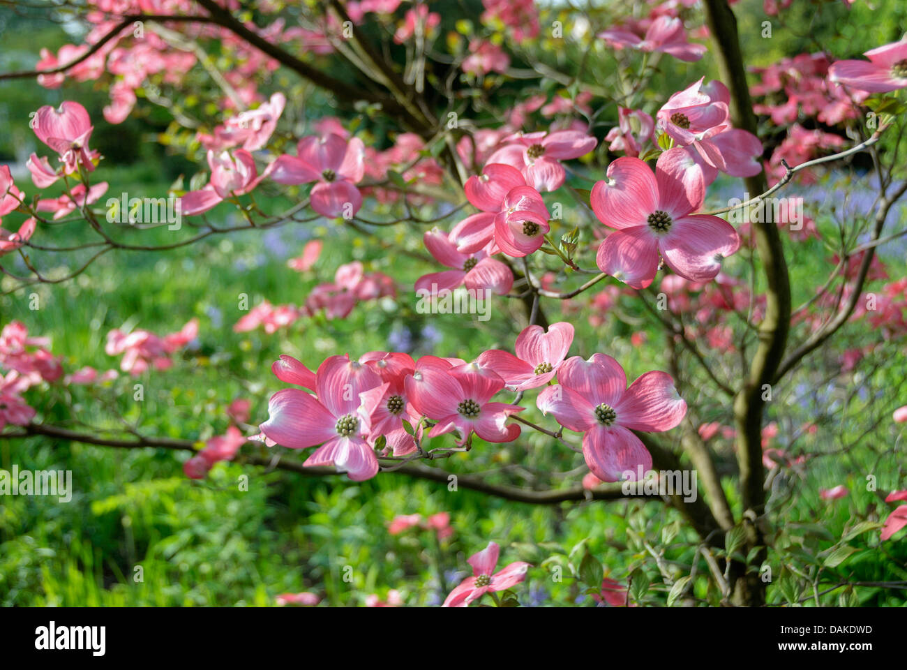 blühende Hartriegel, amerikanische Buchsbaum (Cornus Florida 'Rubra', Cornus Florida Rubra, F. Cornus Florida Rubra), Sorte Rubra Stockfoto