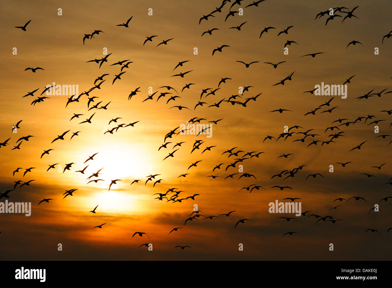 fliegende Herde bei Sonnenuntergang, Niederlande, Texel Stockfoto