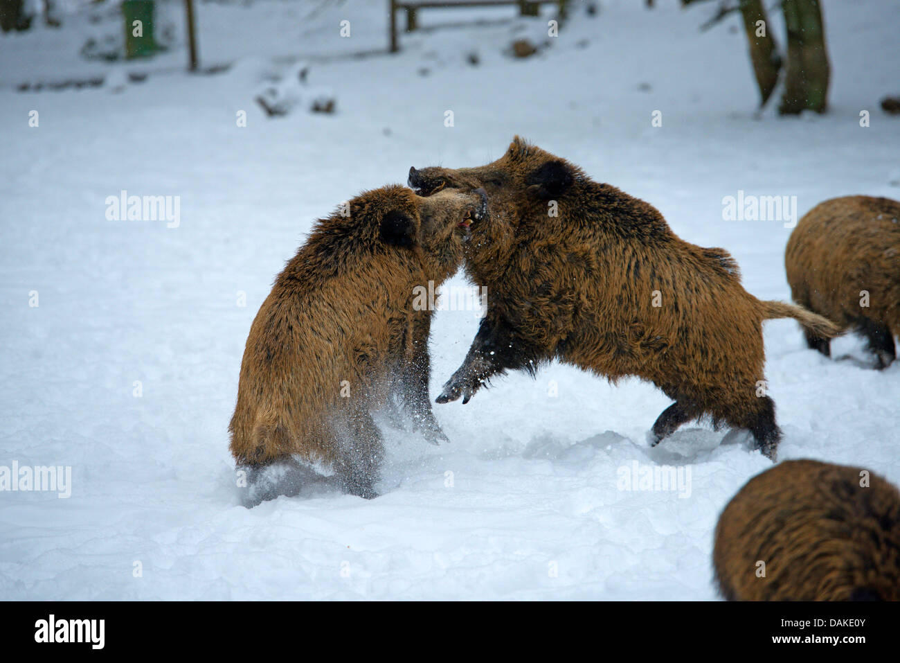 Wildschwein, Schwein, Wildschwein (Sus Scrofa), zwei Tuskers kämpfen im Schnee, Deutschland, Nordrhein-Westfalen, Sauerland Stockfoto