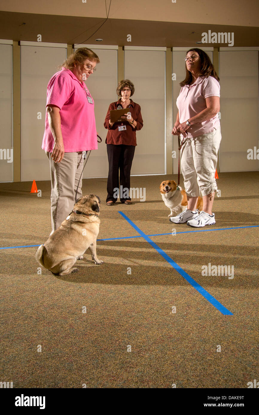 Durchführung einer Zwischenablage-Checkliste, wertet Inspektor das Verhalten eines Hundes als emotionale Therapie Tier. Stockfoto