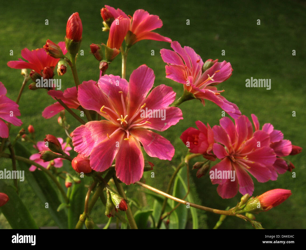 Siskiyou Bitter-Root (Lewisia Cotyledon), Blumen Stockfoto
