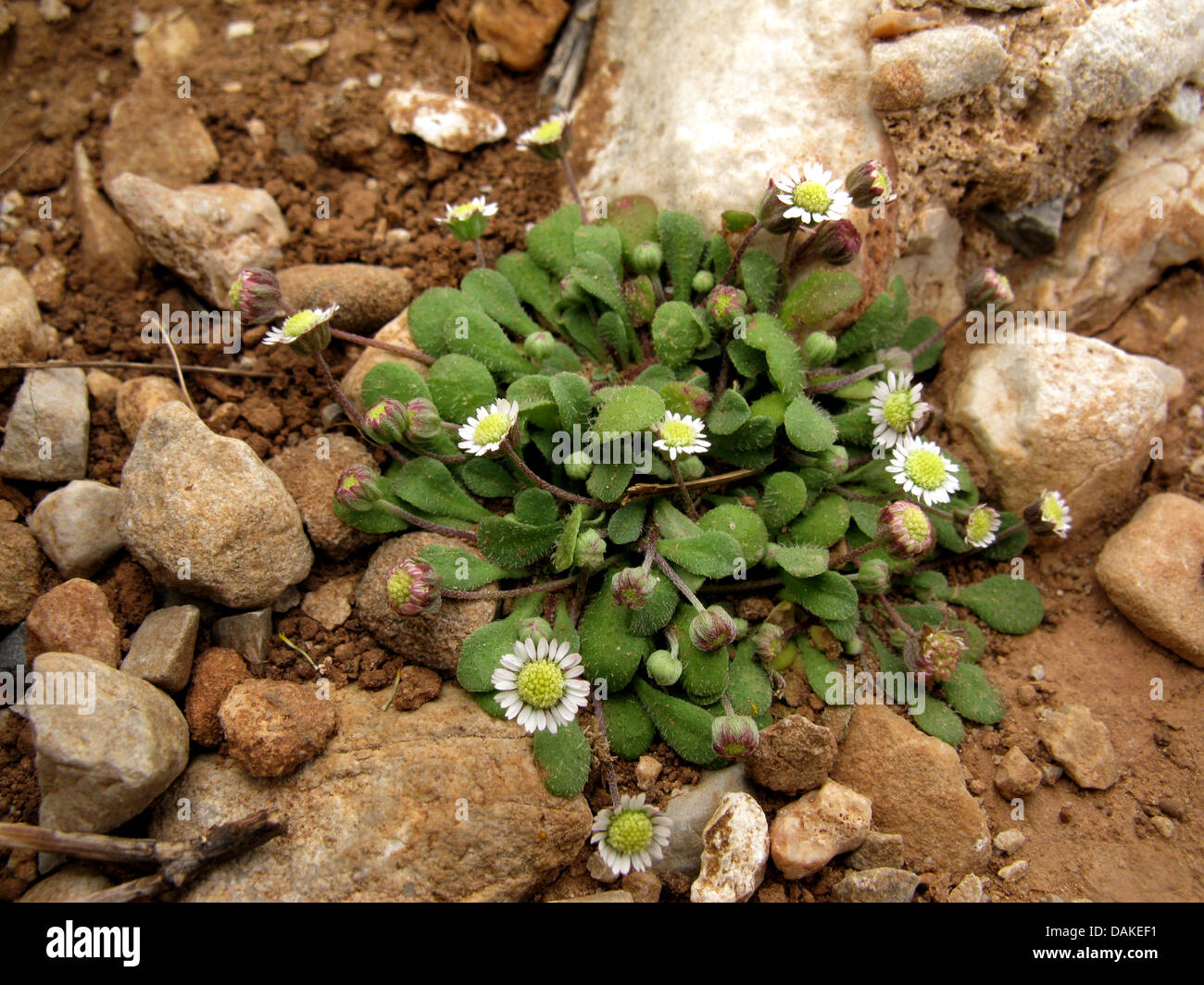 Miniatur-Matte Daisy (Bellium Minutum), wächst auf steinigen Böden, Griechenland, Peloponnes Stockfoto