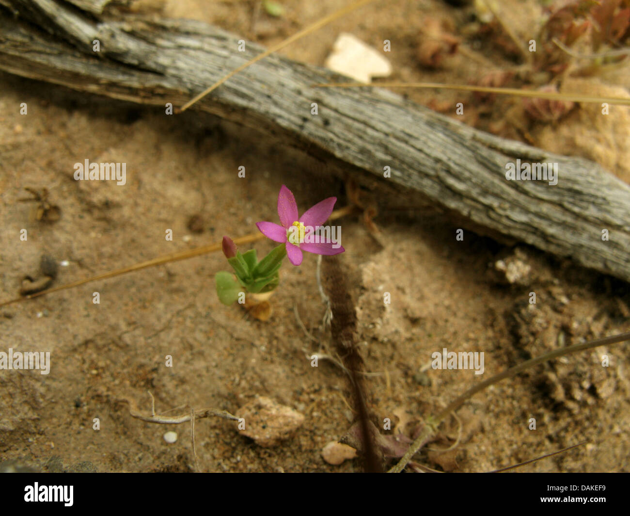 schlanke Tausendgüldenkraut (Centaurium Tenuiflorum), blühen auf trockenem Boden, Griechenland, Peloponnes Stockfoto