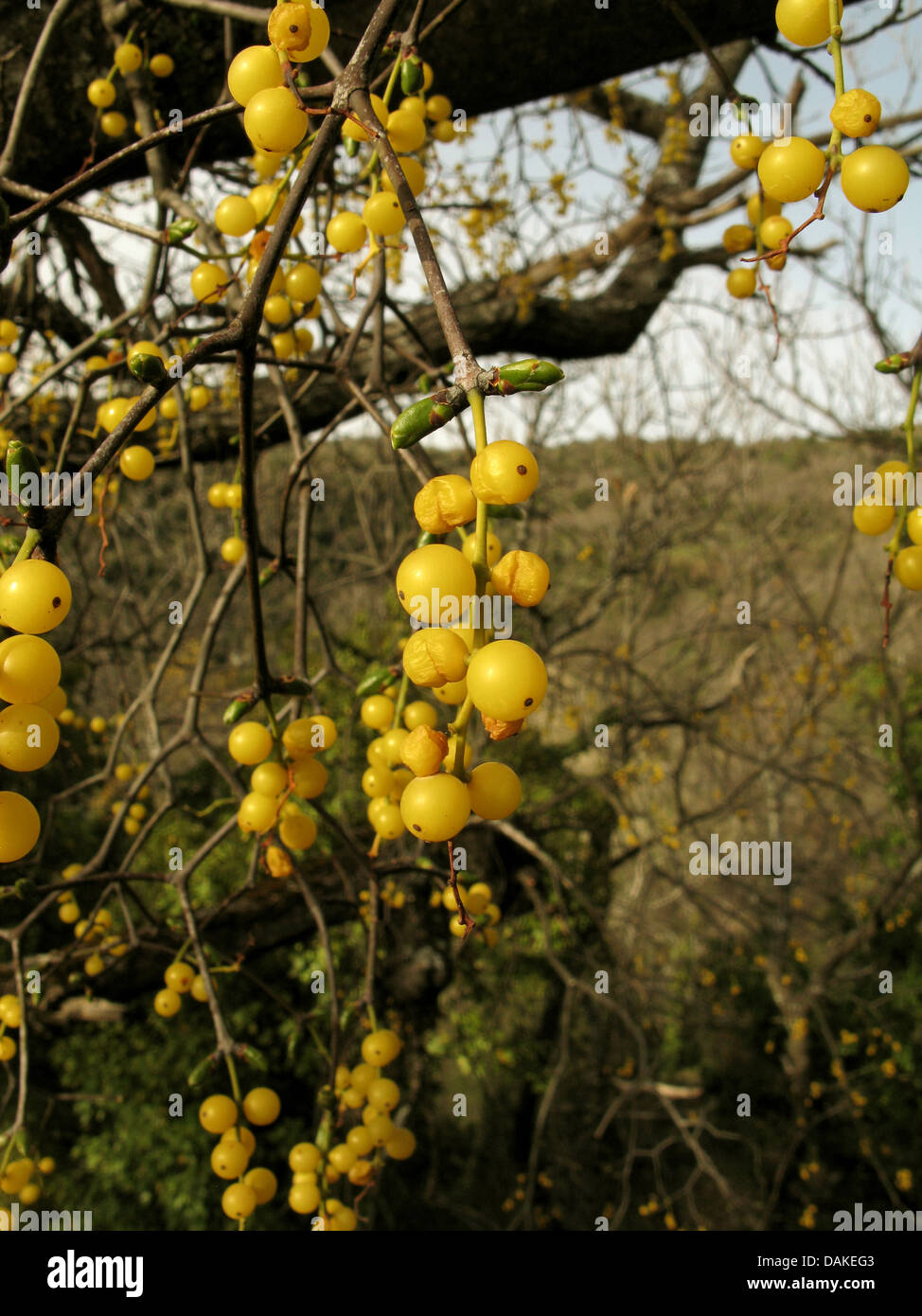 Mistel, Europäische gelbe Mistel (Loranthus Europaeus), mit gelben Beeren, Halbschmarotzer auf Edelkastanie, Castanea Sativa, Griechenland, Peloponnes, Parnon im Sommer Stockfoto