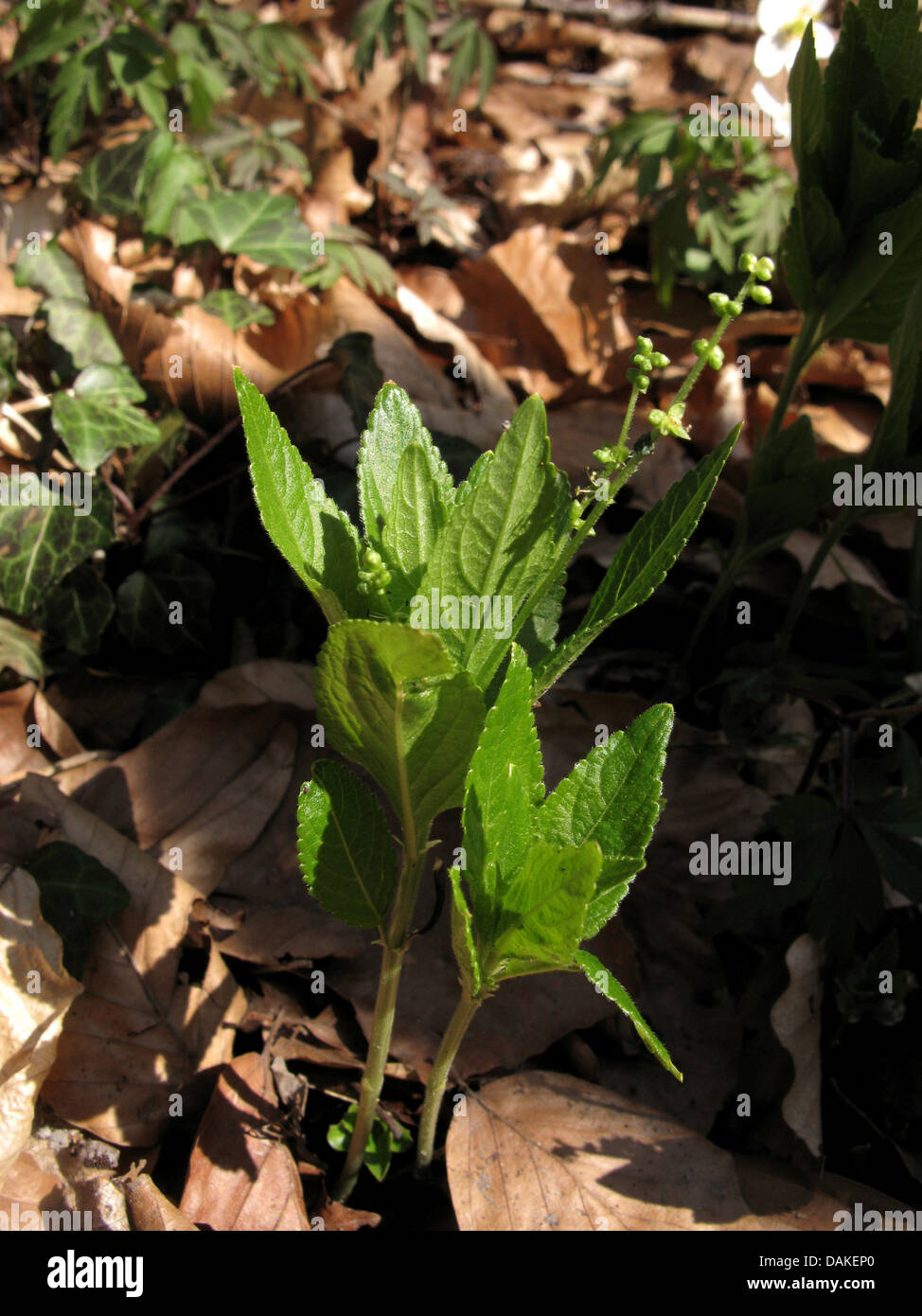 Hund des Merkur (Mercurialis Perennis), Blüte, männliche Pflanze, Deutschland, Niedersachsen Stockfoto