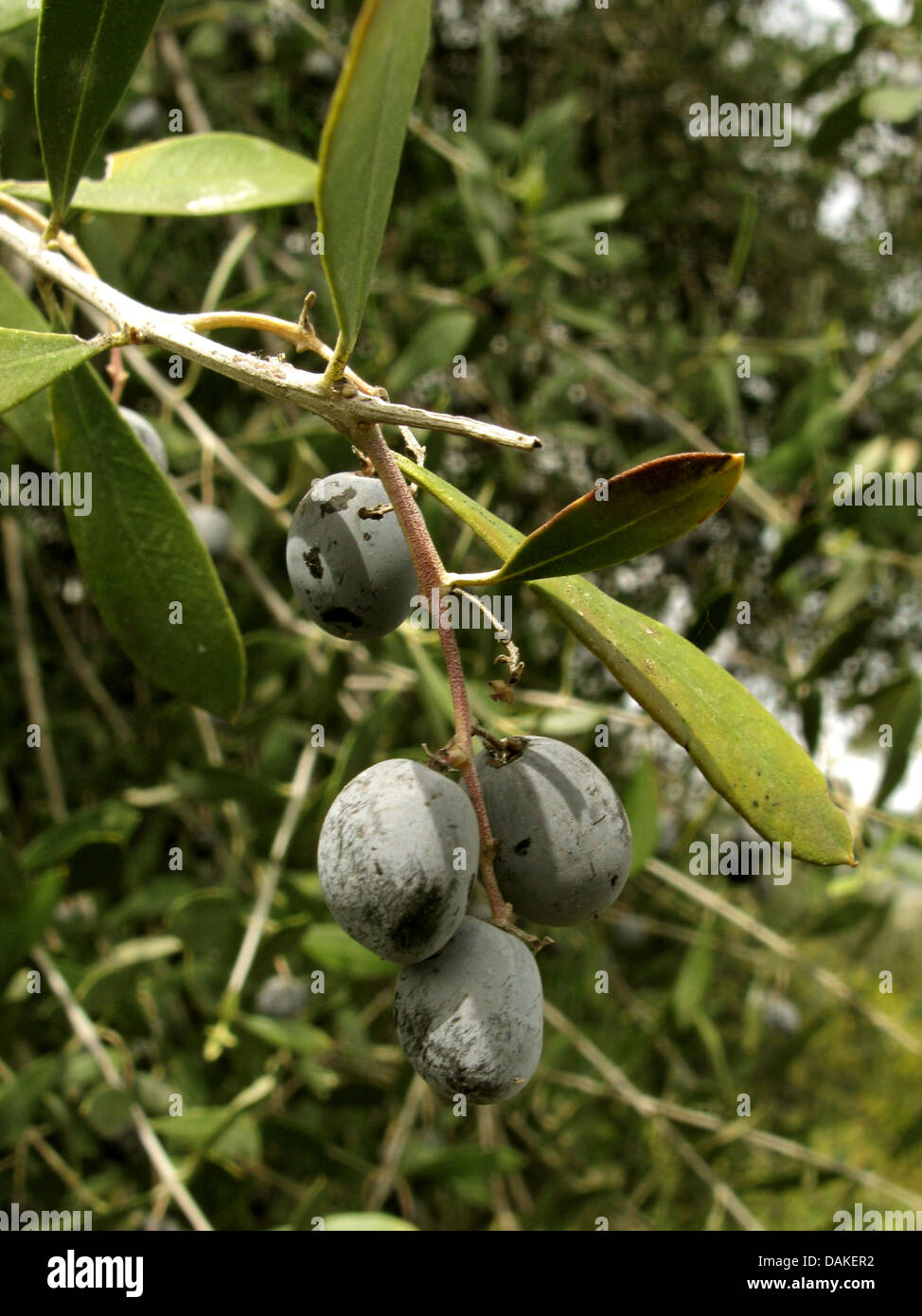 Olivenbaum (Olea Europaea SSP. Sativa), Zweig mit reifen Oliven, Griechenland, Peloponnes Stockfoto