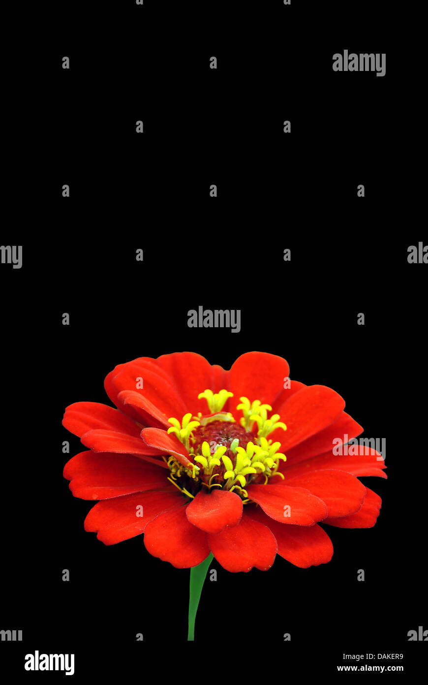 Blume Zinnie (Zinnia sp) Stockfoto