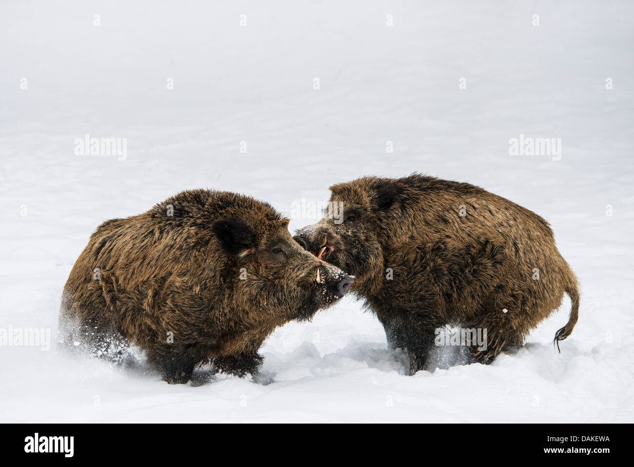 Wildschwein, Schwein, Wildschwein (Sus Scrofa), zwei rivalisierenden Tuskers im Schnee, Deutschland, Nordrhein-Westfalen Stockfoto
