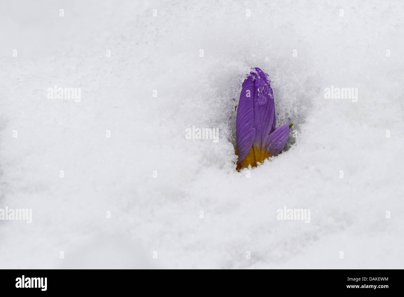 Krokus (Crocus spec.), Krokus Blume im Schnee Stockfoto