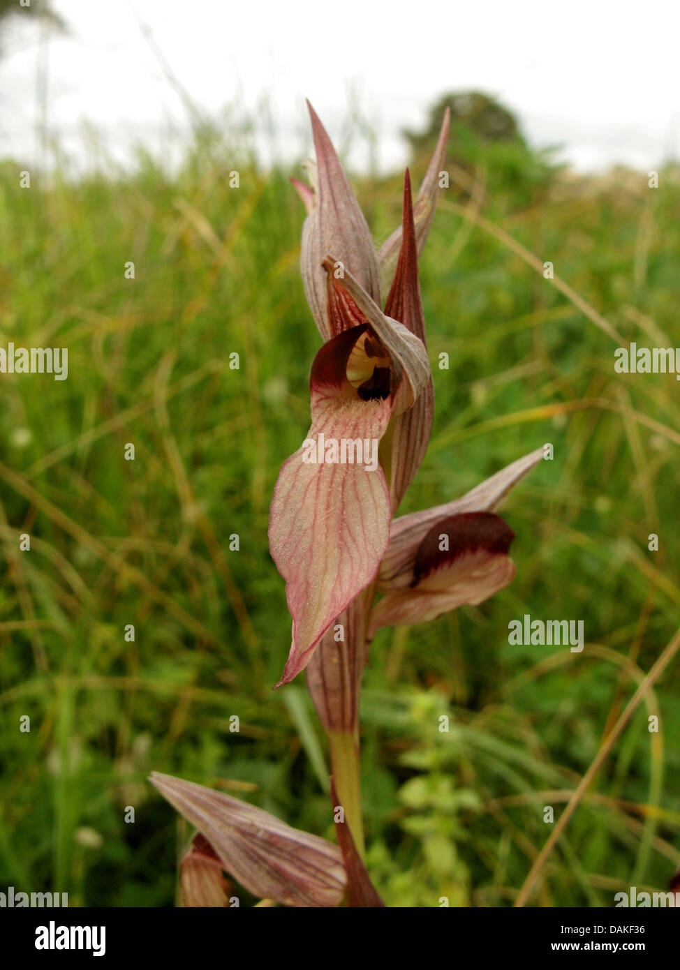 Zunge Orchidee (Serapias Lingua), Blütenstand, Griechenland, Peloponnes Stockfoto