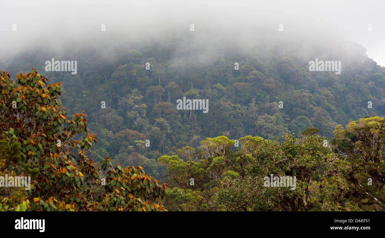 Bäume und Vegetation in den üppigen, nebligen Nebelwald in der Provinz Enga im Hochland von Papua-Neu-Guinea Stockfoto