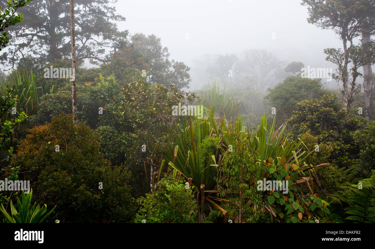 Bäume und Vegetation in den üppigen, nebligen Nebelwald in der Provinz Enga im Hochland von Papua-Neu-Guinea Stockfoto