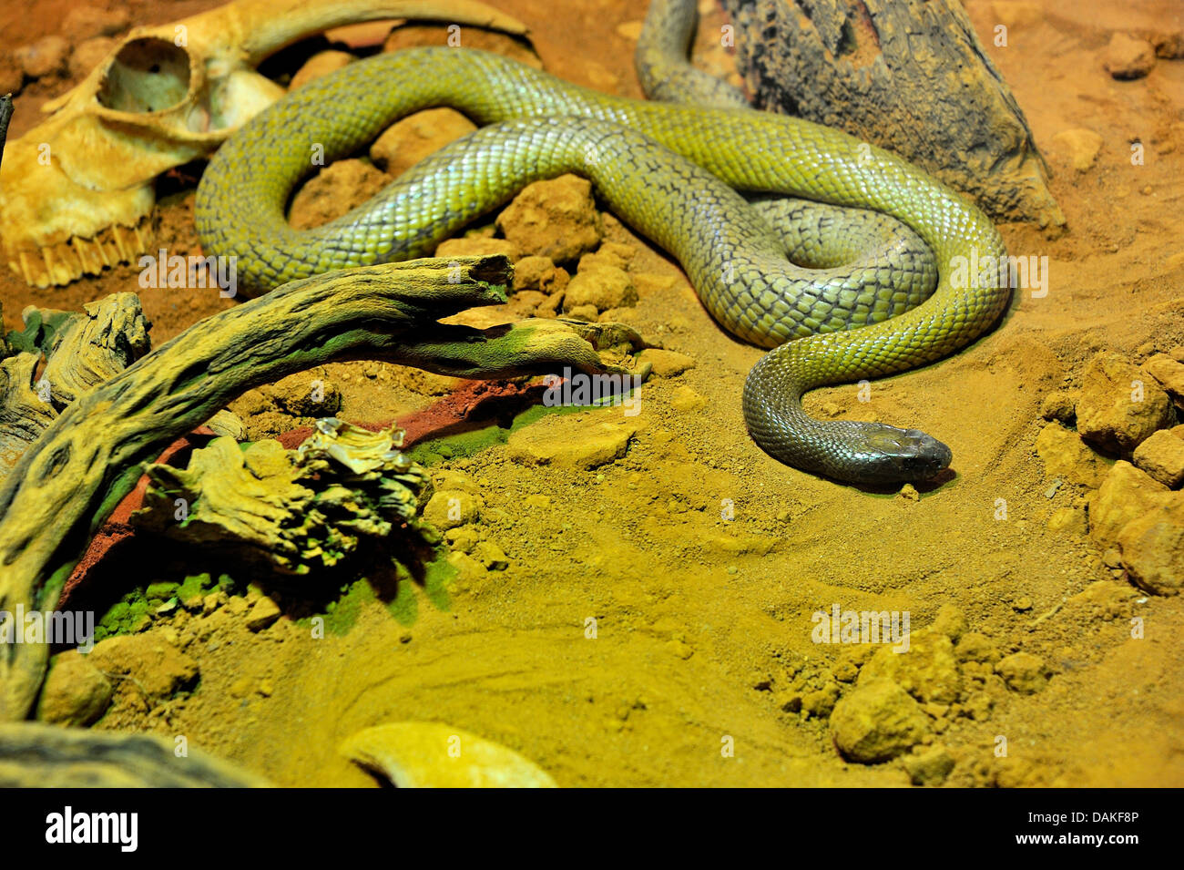 Im Inland Taipan, (Oxyuranus Microlepidotus), Land am meisten Giftschlange der Welt, Northern Territory, Australien Stockfoto