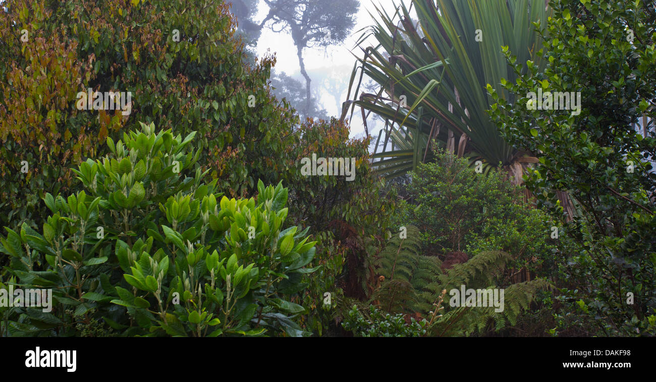 Bäume und Vegetation in den üppigen, nebligen Nebelwald in der Provinz Enga im Hochland von Papua-Neu-Guinea Stockfoto