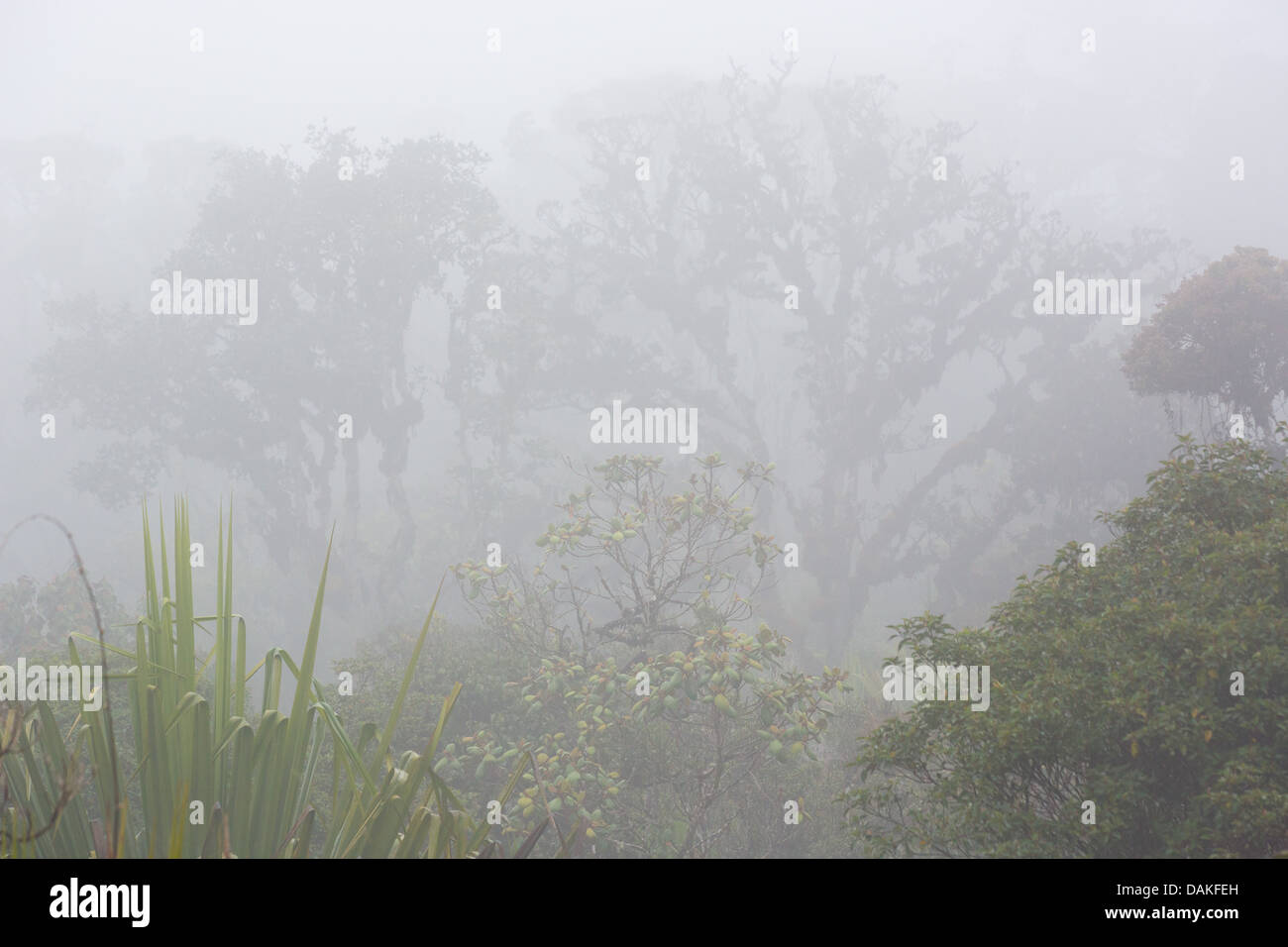 Bäume und Vegetation in den üppigen, nebligen Nebelwald in der Provinz Enga im Hochland von Papua-Neu-Guinea. Stockfoto