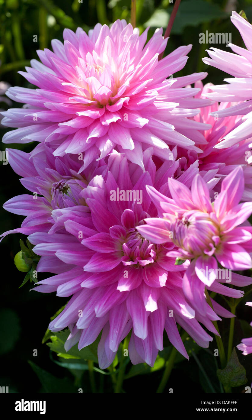 Georgina (Dahlia "Alexander von Humboldt", Dahlia Alexander von Humboldt), Sorte Alexander von Humboldt Stockfoto