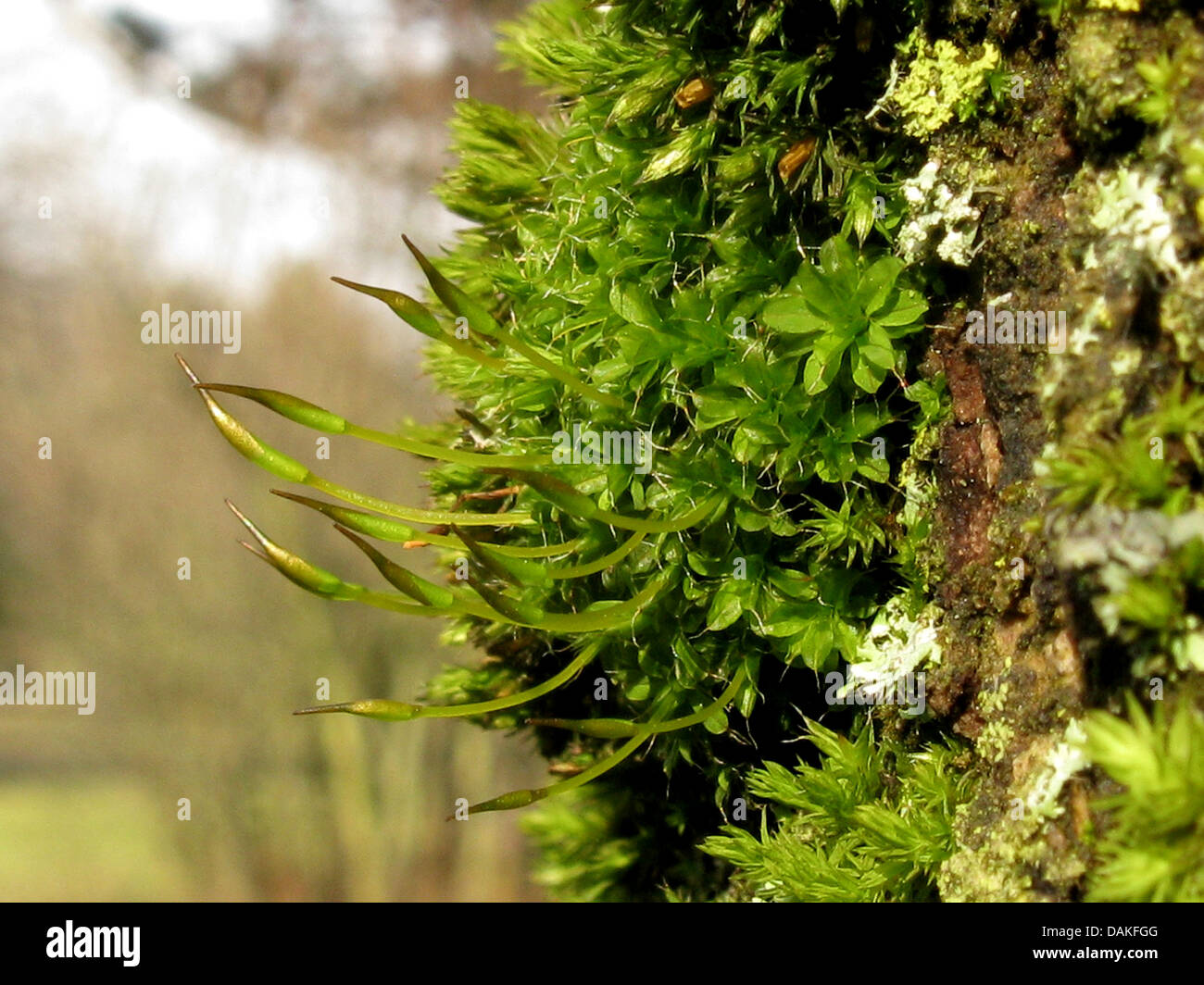 Verdrehte Oak Moss (Tortula Laevipila, Syntrichia Laevipila), auf Rinde mit Kapseln, Deutschland, Nordrhein-Westfalen Stockfoto