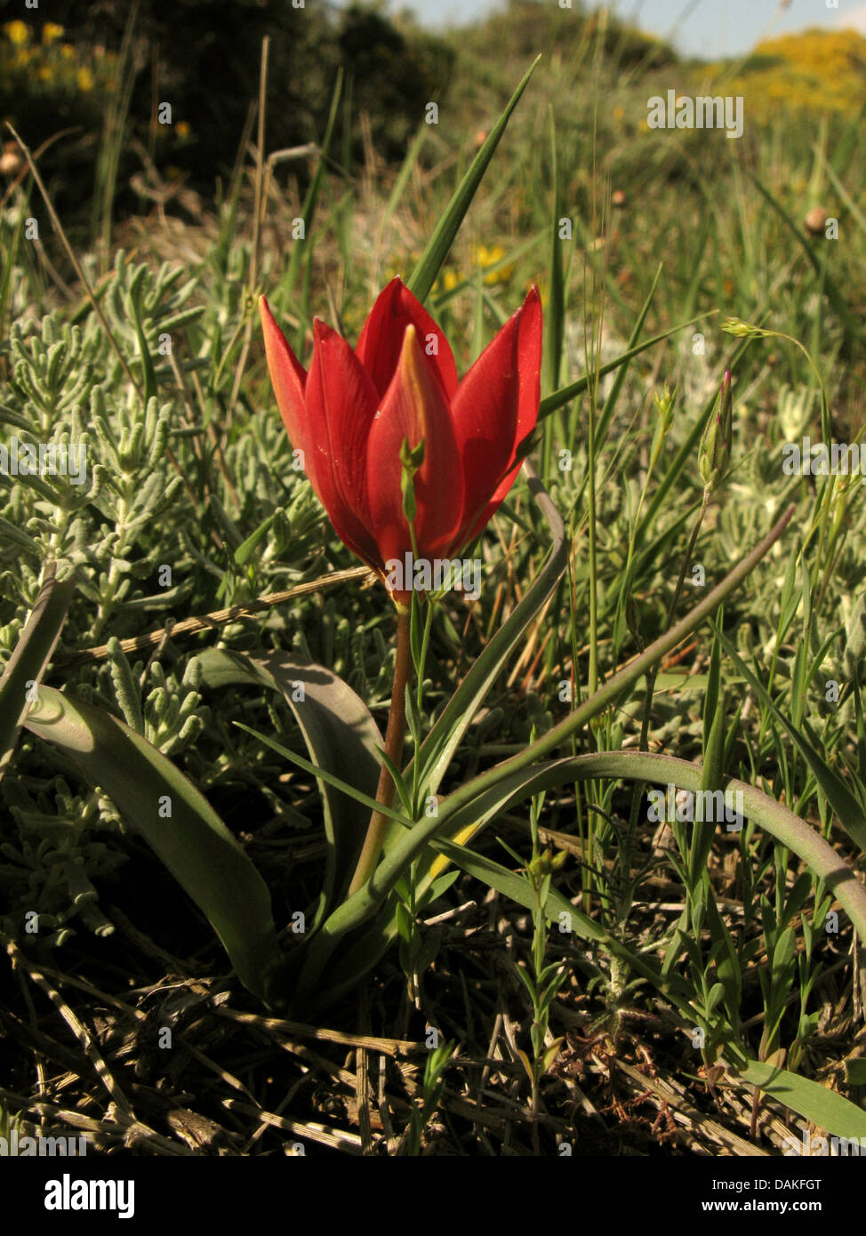 Goulimy Tulpe (Tulipa Goulimyi), blühen, Griechenland, Peloponnes, Elafonisos Stockfoto