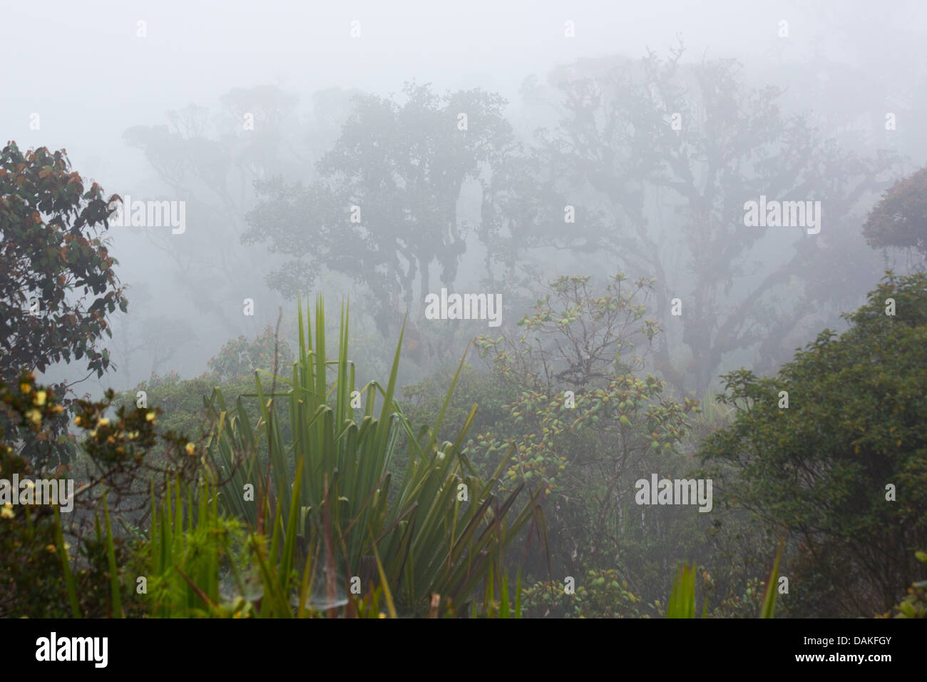 Bäume und Vegetation in den üppigen, nebligen Nebelwald in der Provinz Enga im Hochland von Papua-Neu-Guinea. Stockfoto