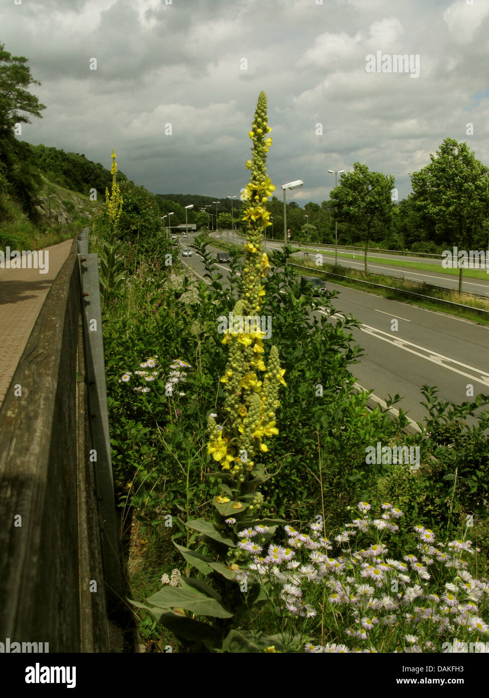 dicht blühende Königskerze, dichten Königskerze (Verbascum Densiflorum), blühen auf einen Teig, Deutschland, Nordrhein-Westfalen Stockfoto