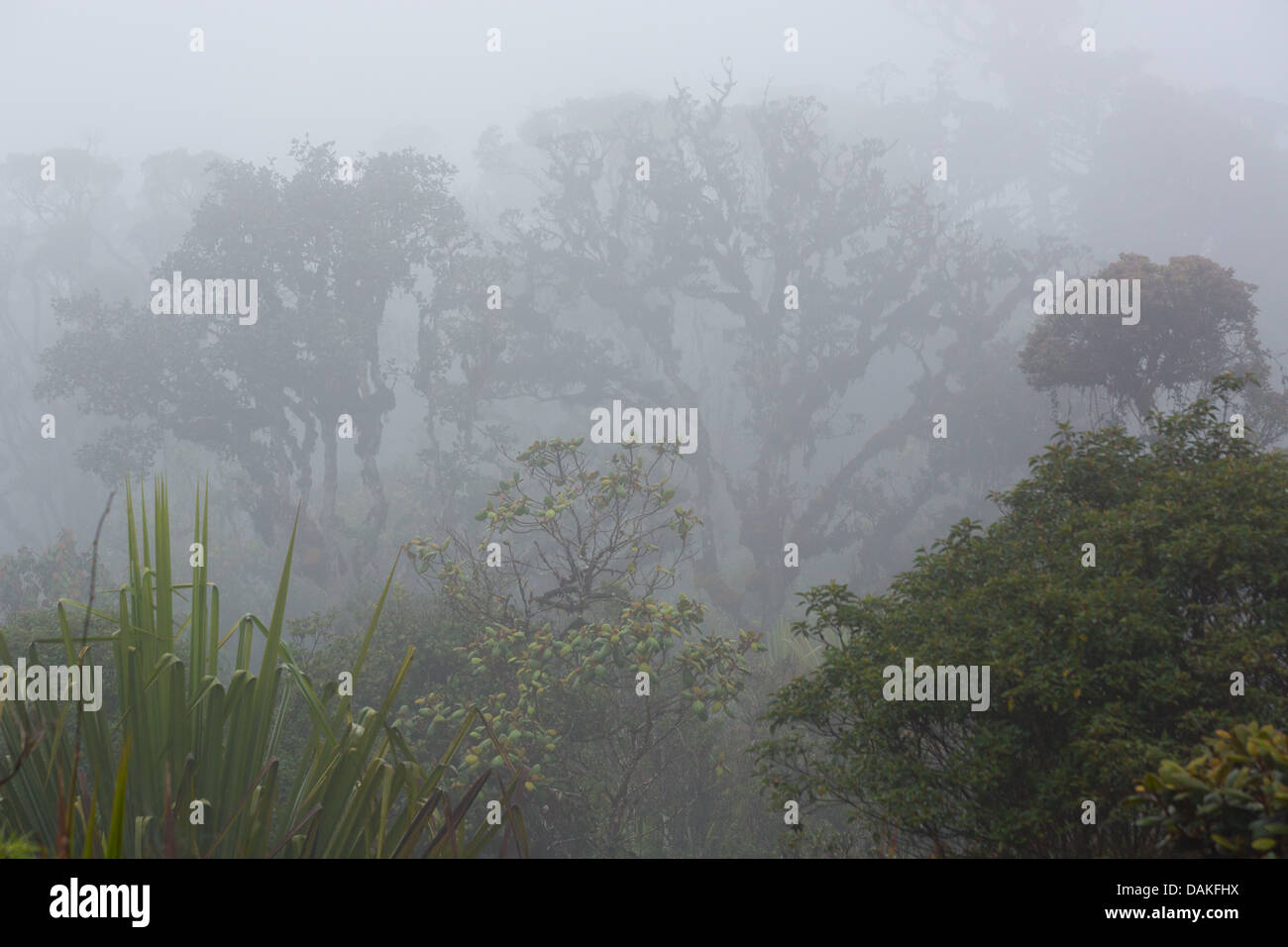 Bäume und Vegetation in den üppigen, nebligen Nebelwald in der Provinz Enga im Hochland von Papua-Neu-Guinea. Stockfoto