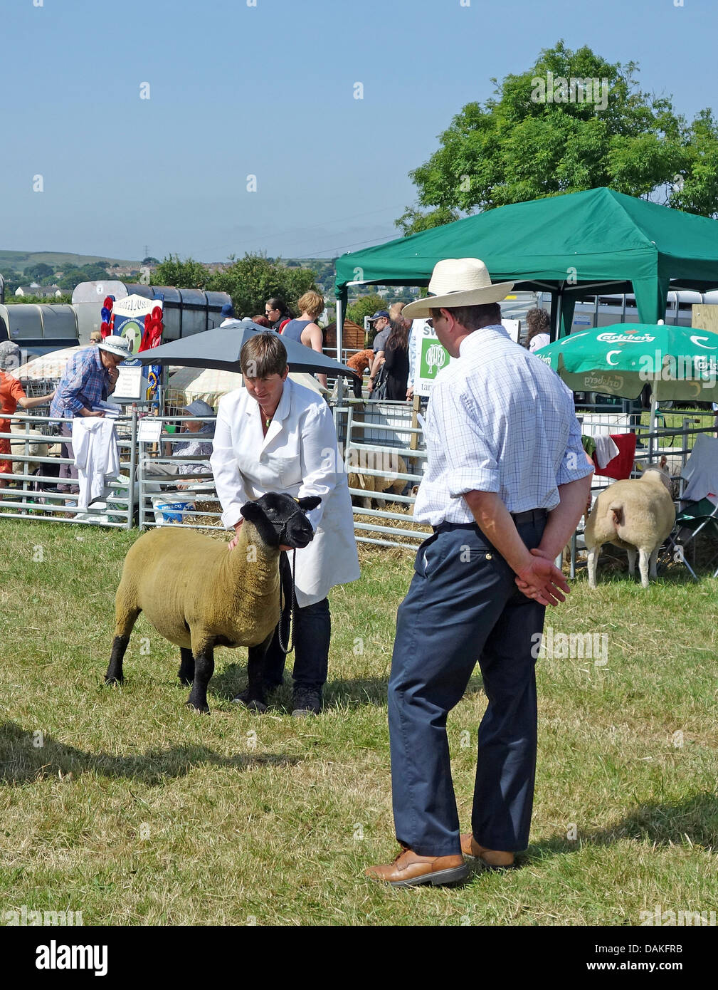 Suffolk Schafe an der Stithians Landwirtschaft zu urteilen und Landwirtschaft zeigen in Cornwall, Großbritannien Stockfoto