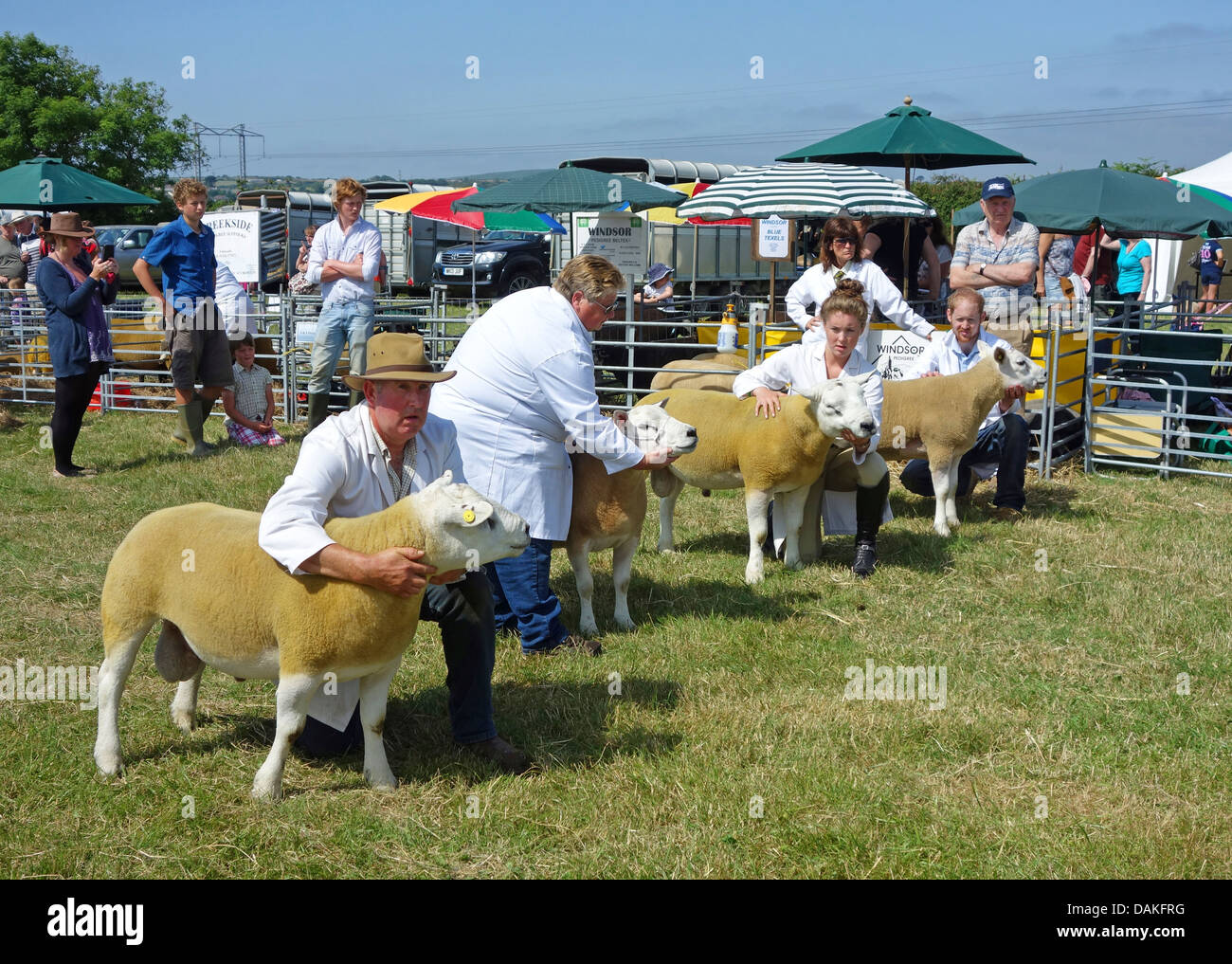 Zeigt Beltex Schafe am Stithians farming und Agrarmesse in Cornwall, Großbritannien Stockfoto