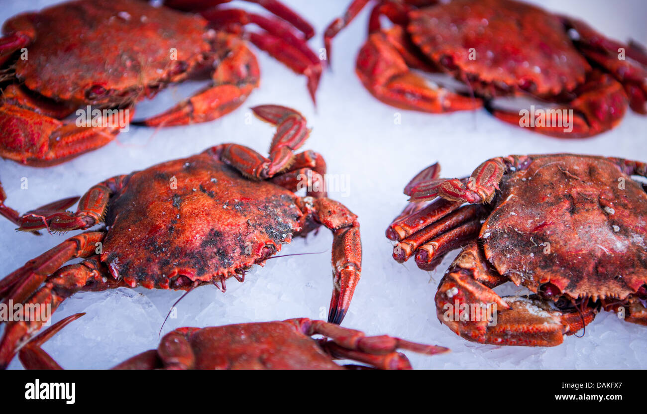 Rote frische Krabben Dorset Sea Food Festival 2013 im Hafen von Weymouth Stockfoto