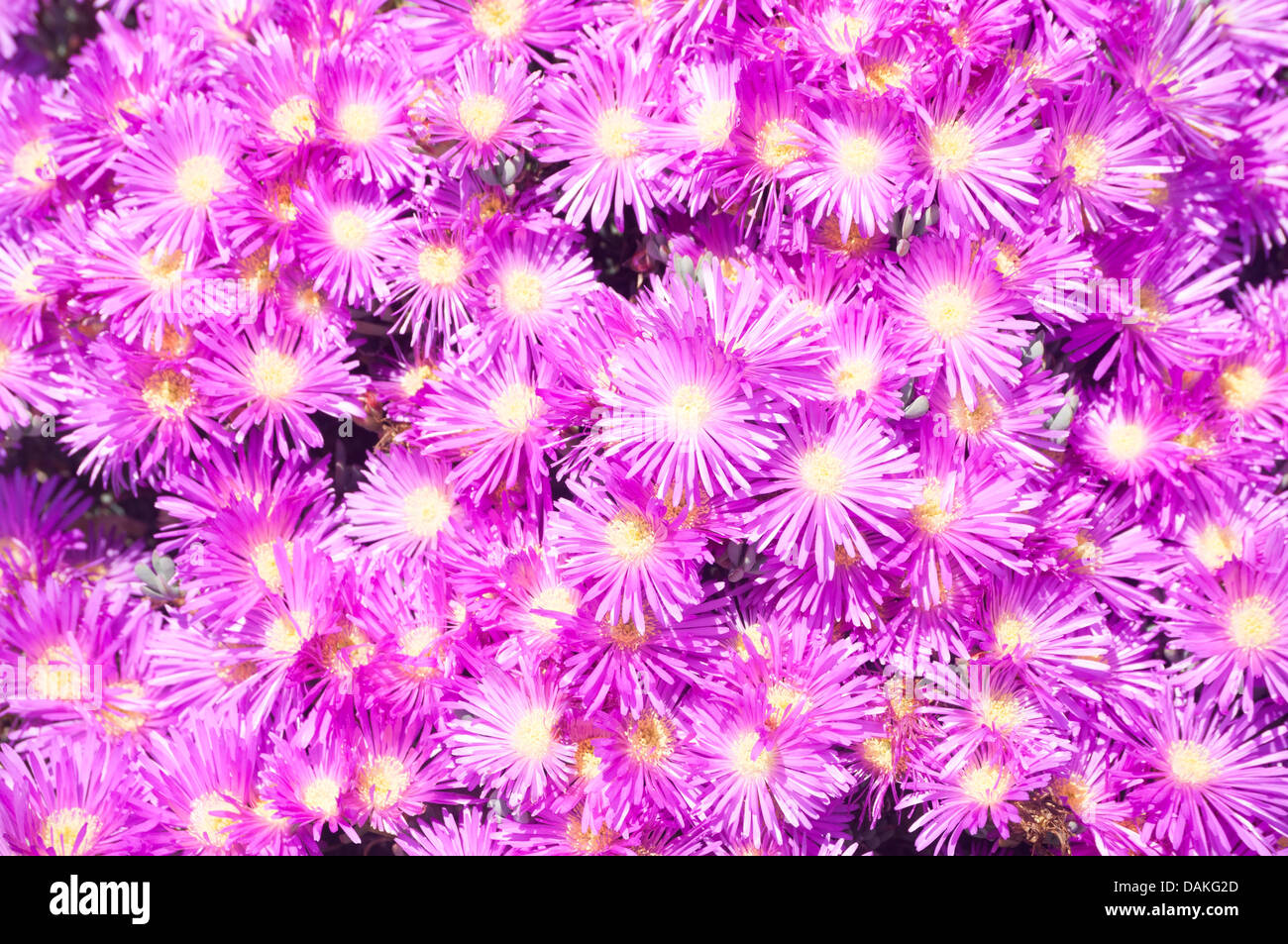 Mesembryanthemums Stockfoto