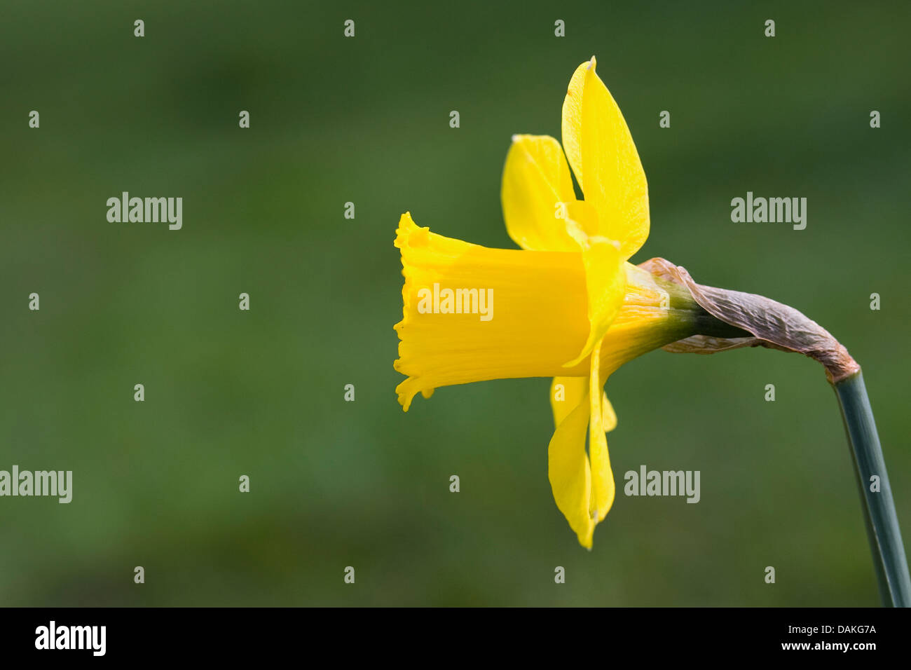 Narcissus in einem englischen Garten. Stockfoto