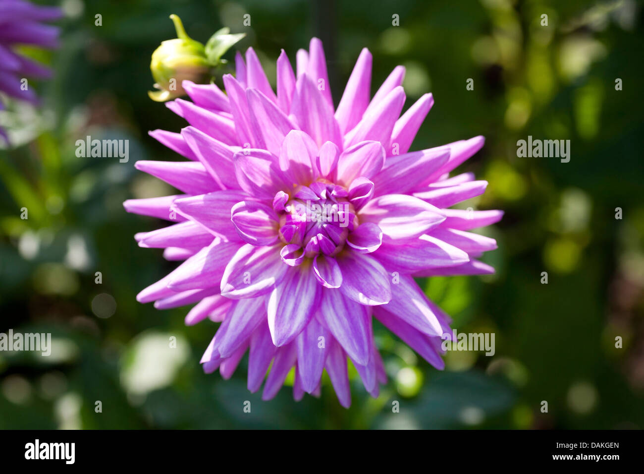 Georgina (Dahlie "Worton Blue Streak" Dahlia Worton Blue Streak), Sorte Worton Blue Streak Stockfoto