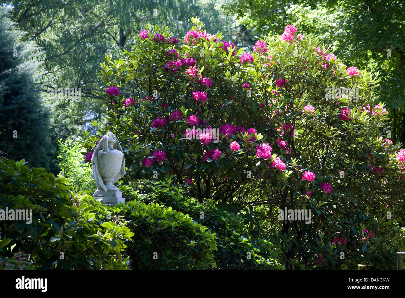 Rhododendron (Rhododendron spec.), auf dem Friedhof, Deutschland, Baden